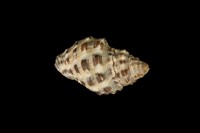 藏品(黃口岩螺(黑痣岩螺))的圖片